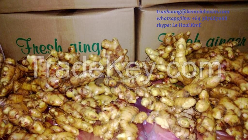 FRESH GINGER VIET NAM WITH HIGH QUALITY