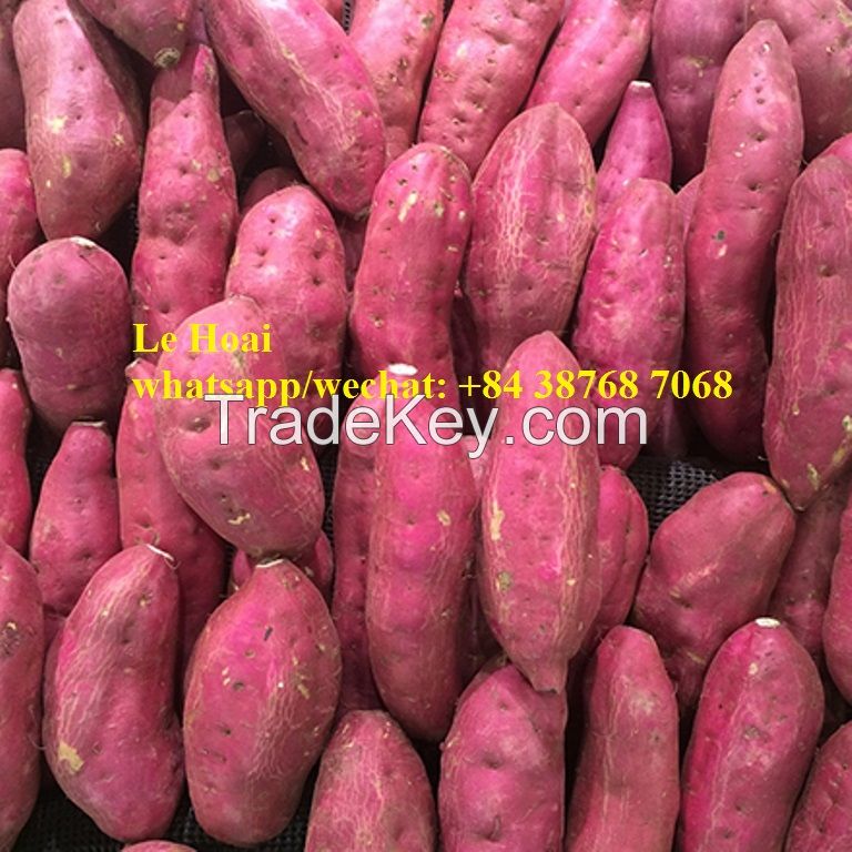 SWEET POTATO YELLOW VIETNAM