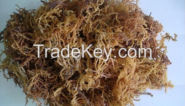 Sargassum seaweed in Vietnam