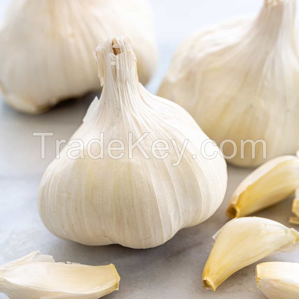 Garlic