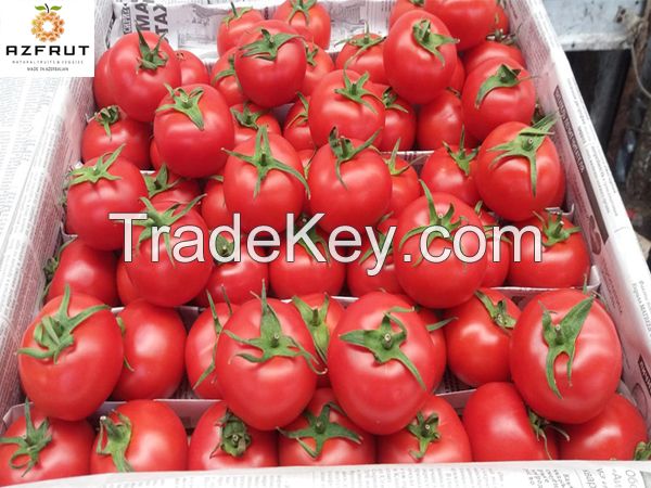 High Quality Tomatoes