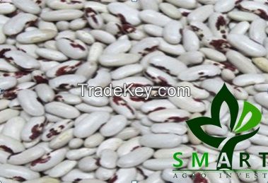 WHITE KIDNEY BEANS / RED KIDNEY BEANS / KIDNEY BEANS