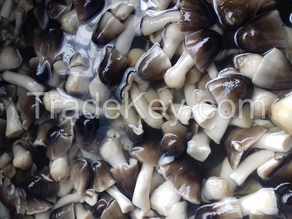 Straw Mushrooms with High Quality from Vietnam