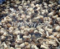 STRAW MUSHROOM IN BRINE