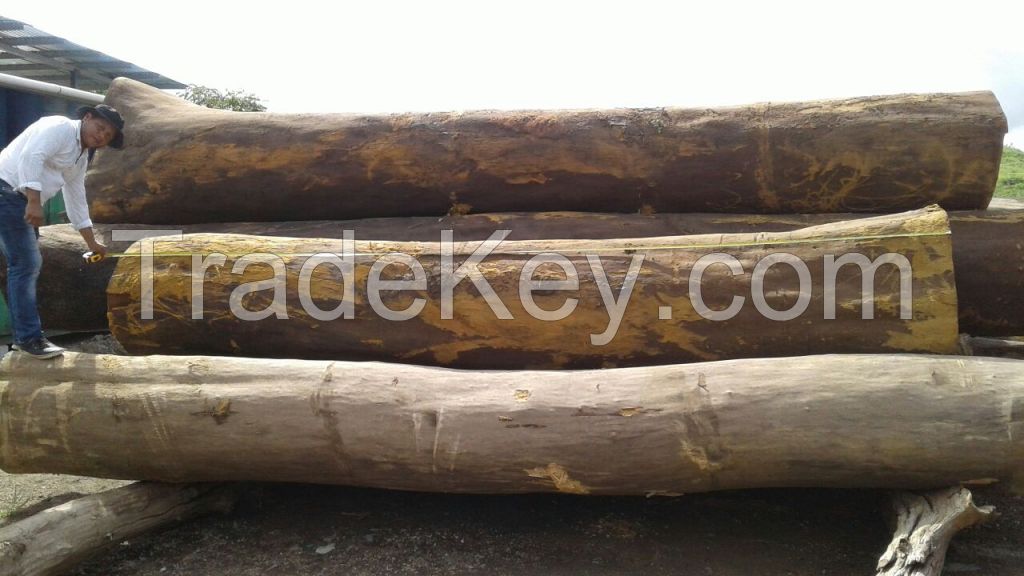 Cumaru - hardwood logs