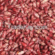  Light Red Speckled Kidney Beans 