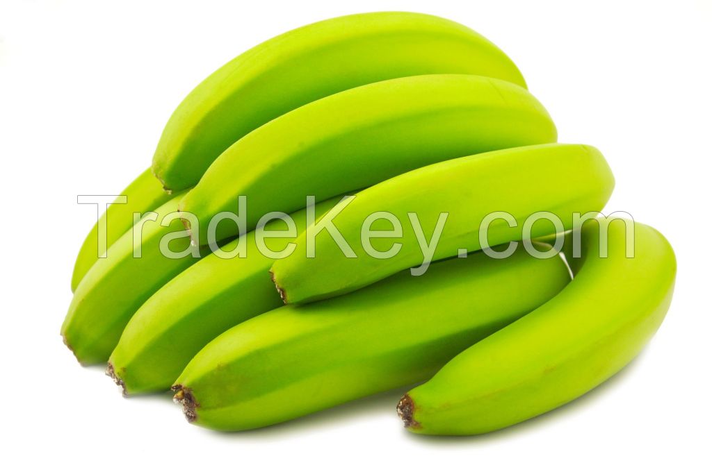 CAVENDISH BANANA