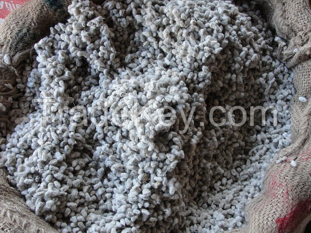 Hybrid cotton Seed