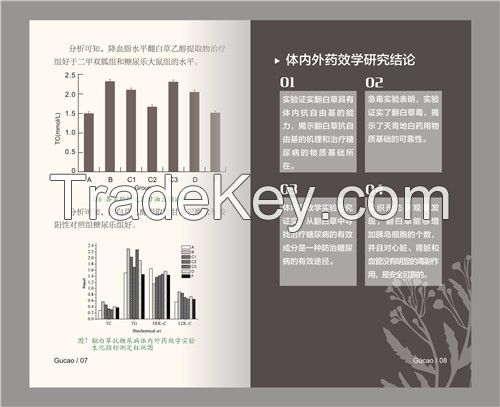 Top Grade High Quality Potentilla discolor Tea