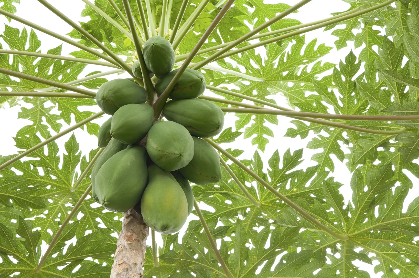 Papaya Fruit