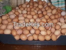 Farm Fresh Chicken Table Eggs, White Chicken Eggs, Brown Chicken Eggs