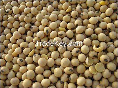 Cheap Soyabean for sale NOW AVAILABLE 