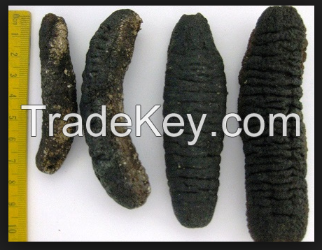 dried sea cucumber