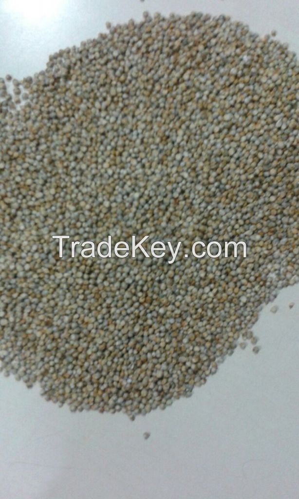 Green MIllet