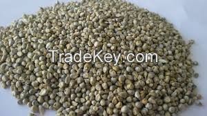 Green MIllet