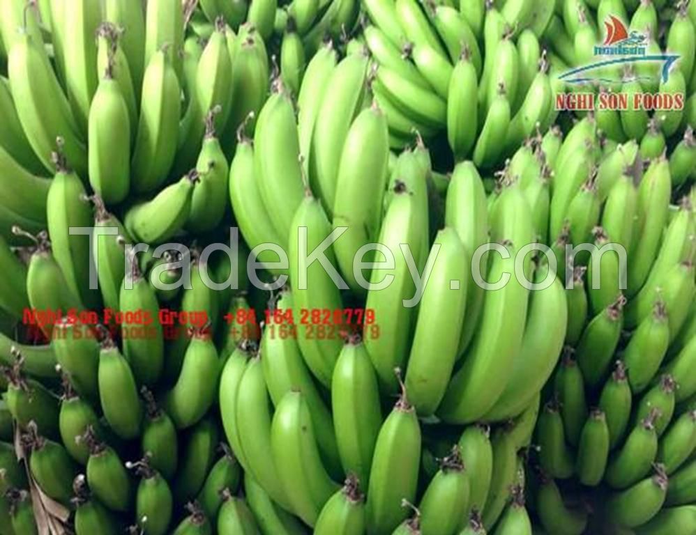 FRESH CAVENDISH BANANA WHATSAPP +84986365621