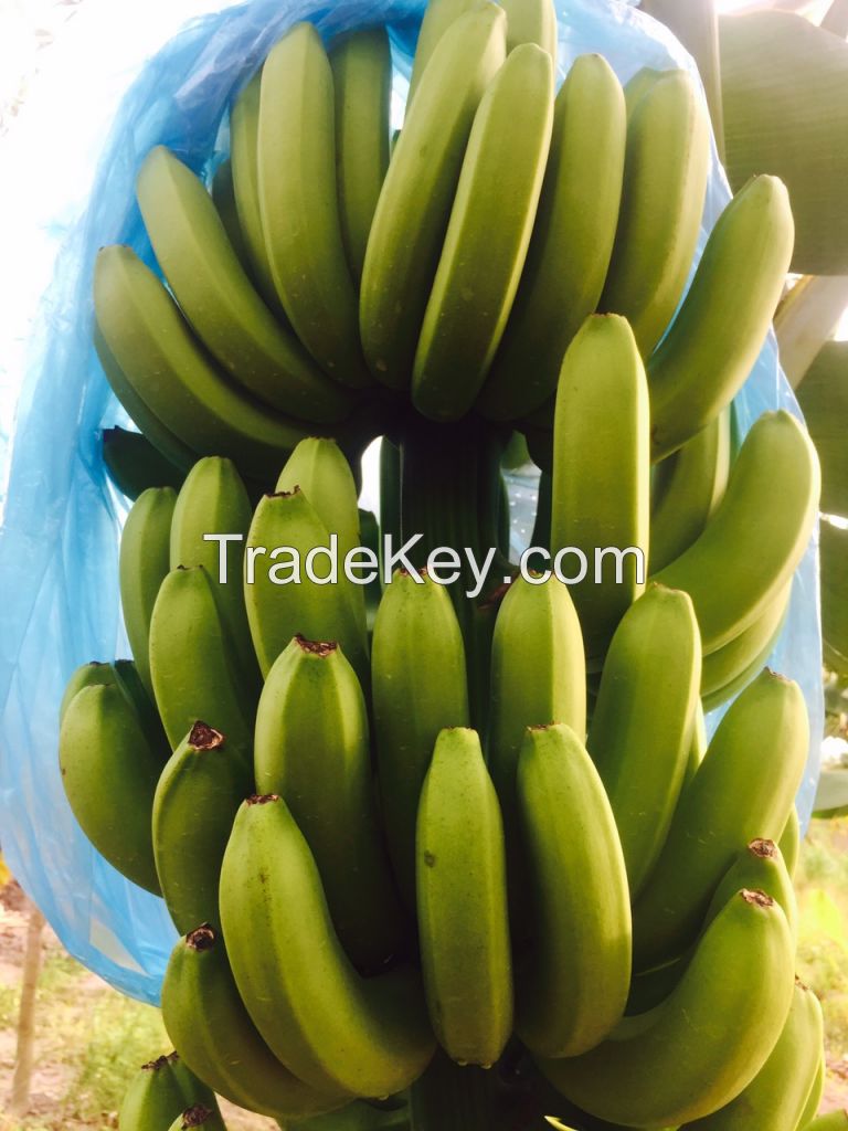 HIGH QUALITY FRESH CAVENDISH BANANA 200 MT/WEEK LOW PRICE