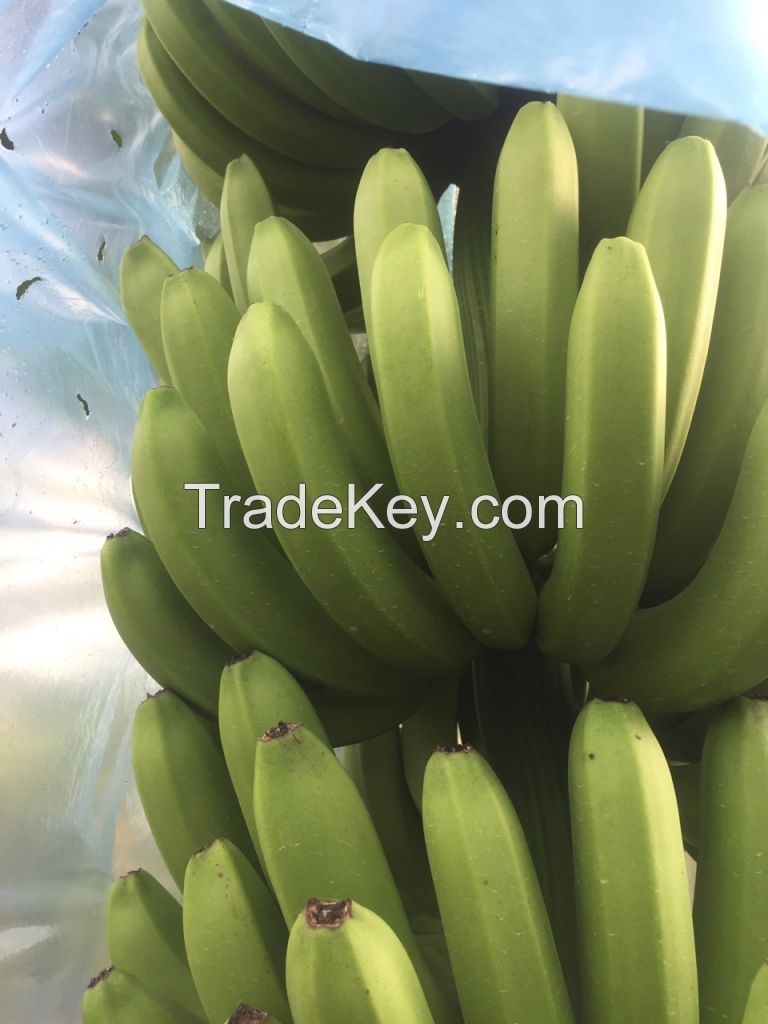 FRESH CAVENDISH BANANA 200 MT/WEEK LOW PRICE