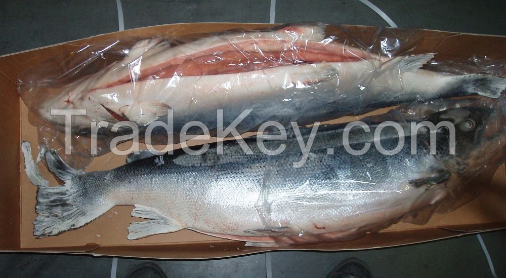 WHOLESALE FROZEN ATLANTIC SALMON.