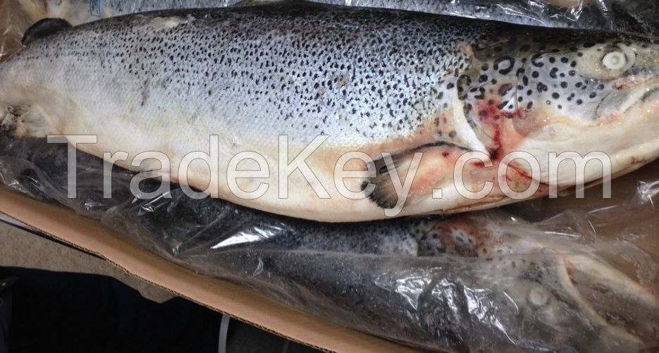 Ice Cold Frozen Salmon Fish, Atlantic Frozen Salmon