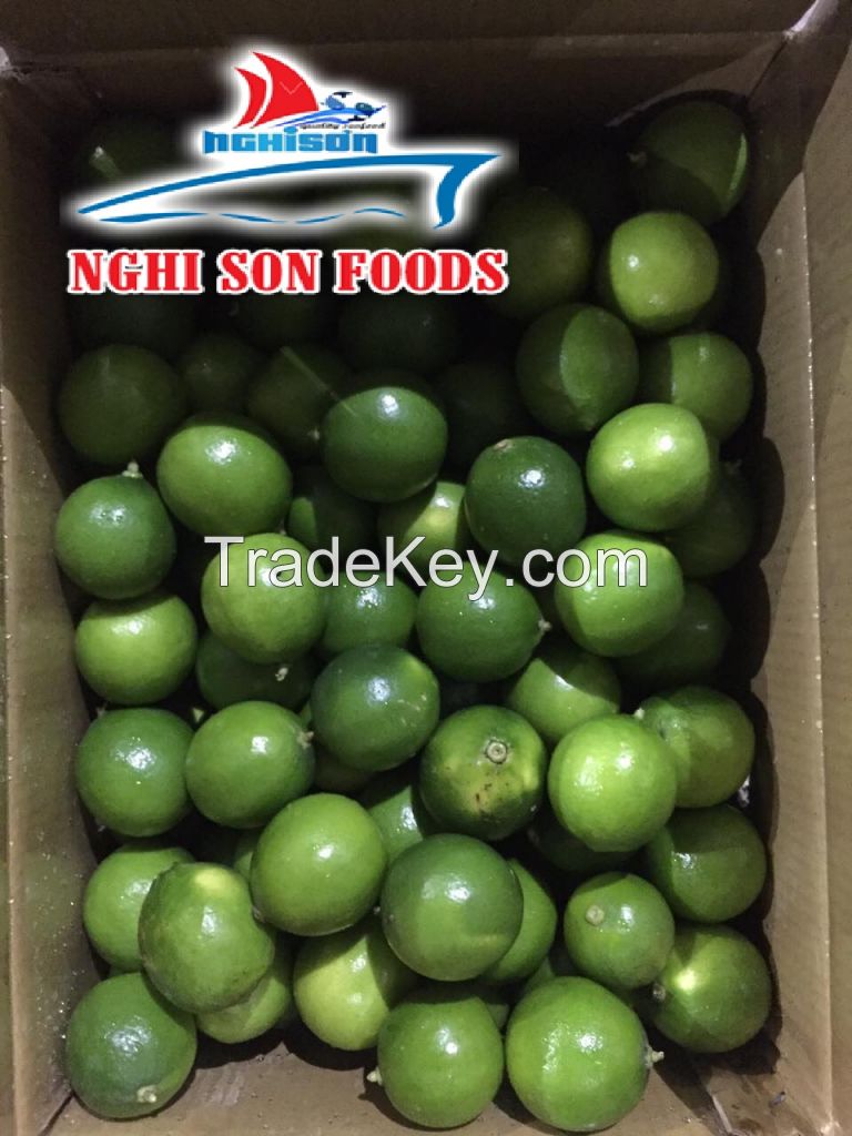 FRESH LIME SUPPLIER FROM VIET NAM 