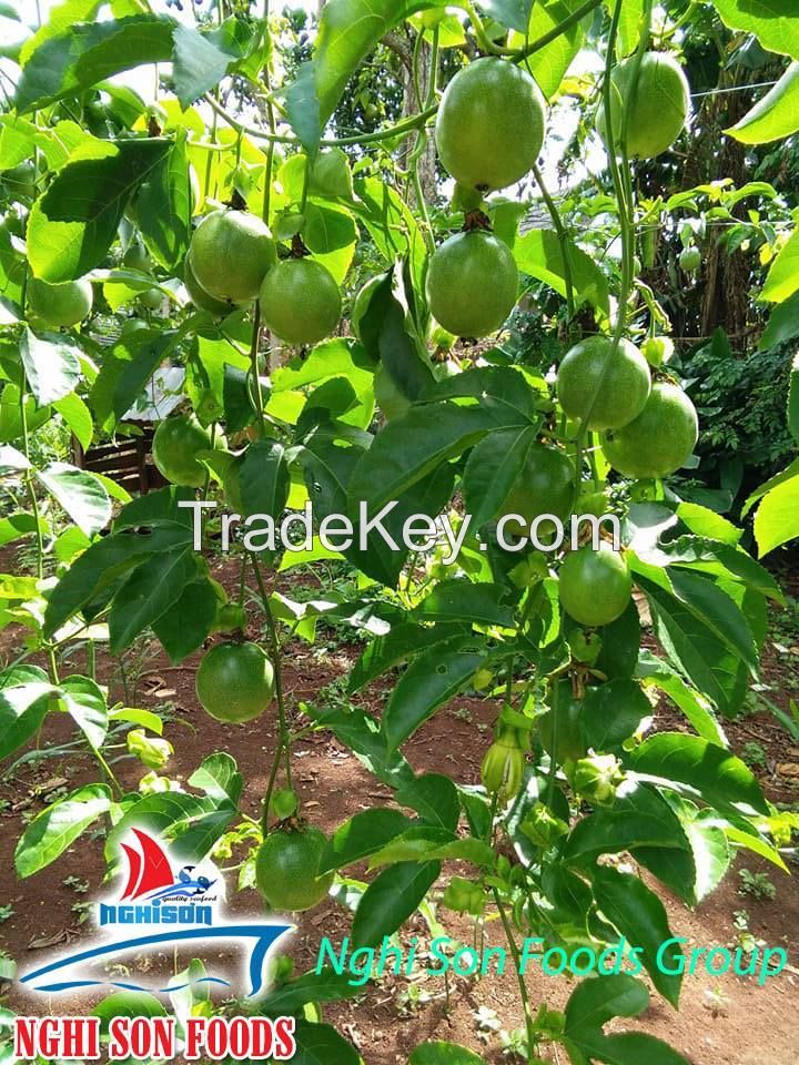 High Quality Fresh PASSION FRUIT With Reasonable Price.