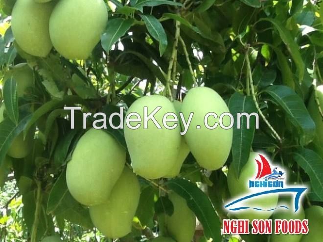 Viet Nam Fresh Mango Natural and Best Price.