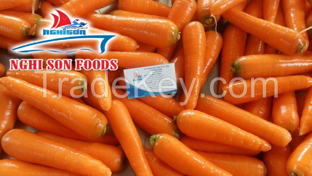 Fresh Orange Carrot from Viet Nam with High Quality-Wholesale Price.