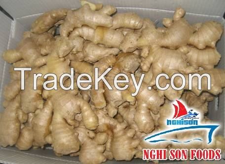 Fresh Ginger from Viet Nam Exporters