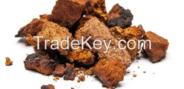 Chaga Mushroom