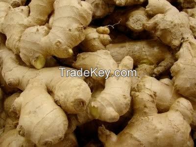 DRY GINGER