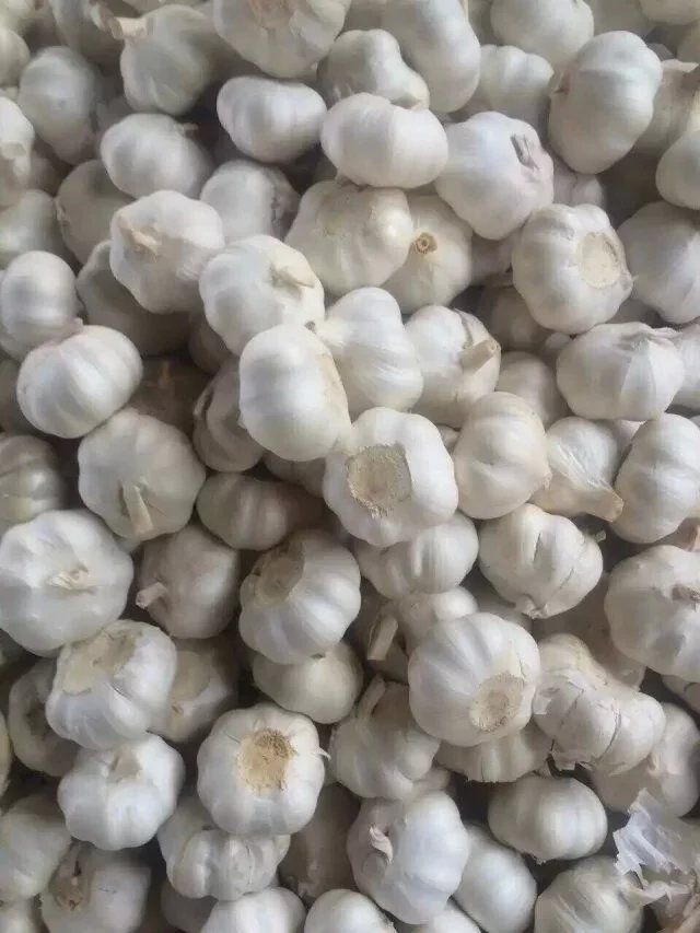 Snow white garlic