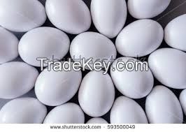 White Shell Eggs