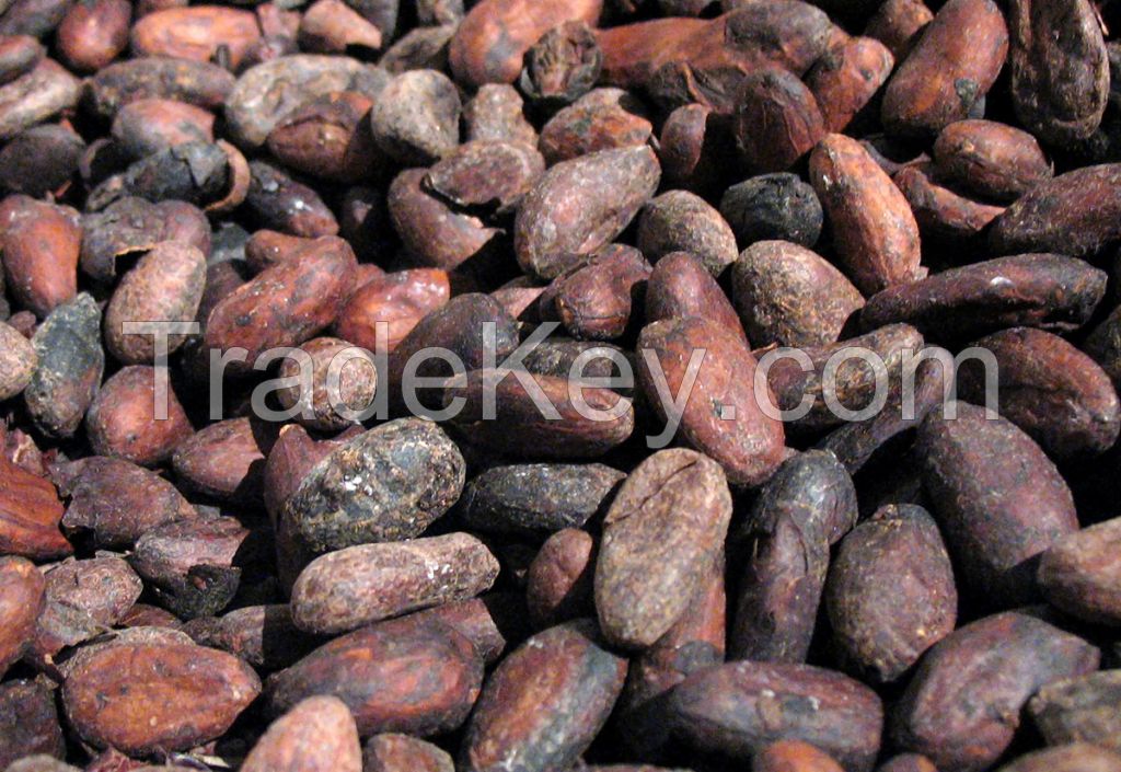 Raw Cocoa Beans cocoa seeds wholesale