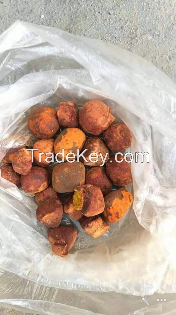 Cattle Gallstone