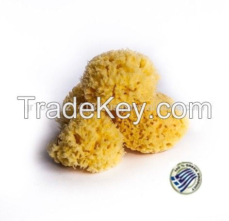 Sea Sponge