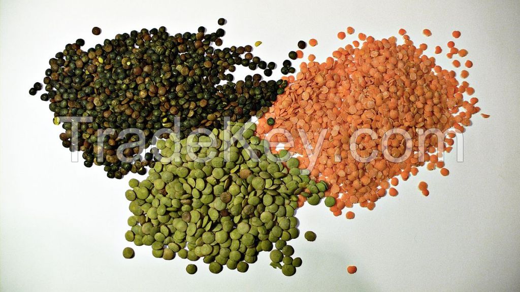 lentils