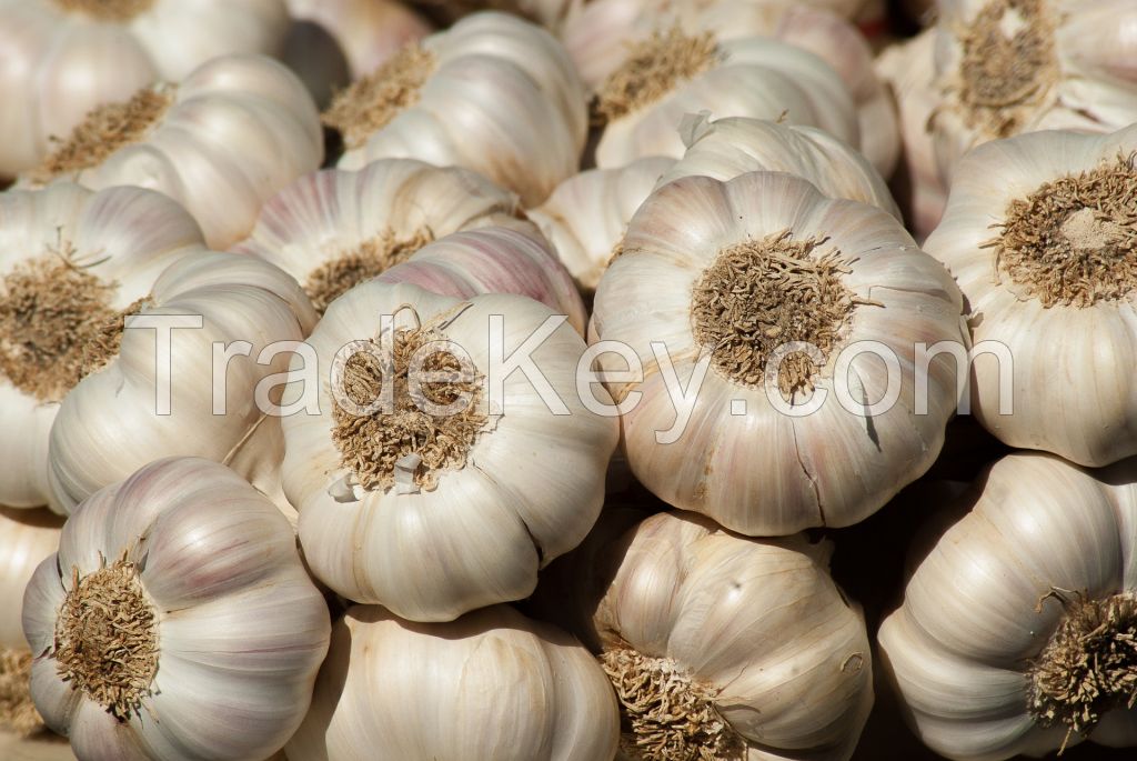 Fresh White Garlic