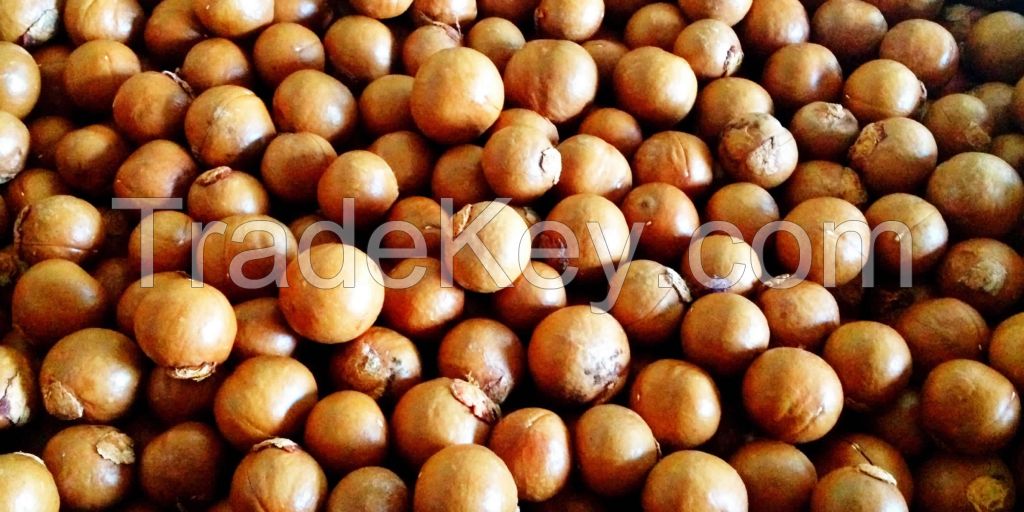 Graded Macadamia nuts