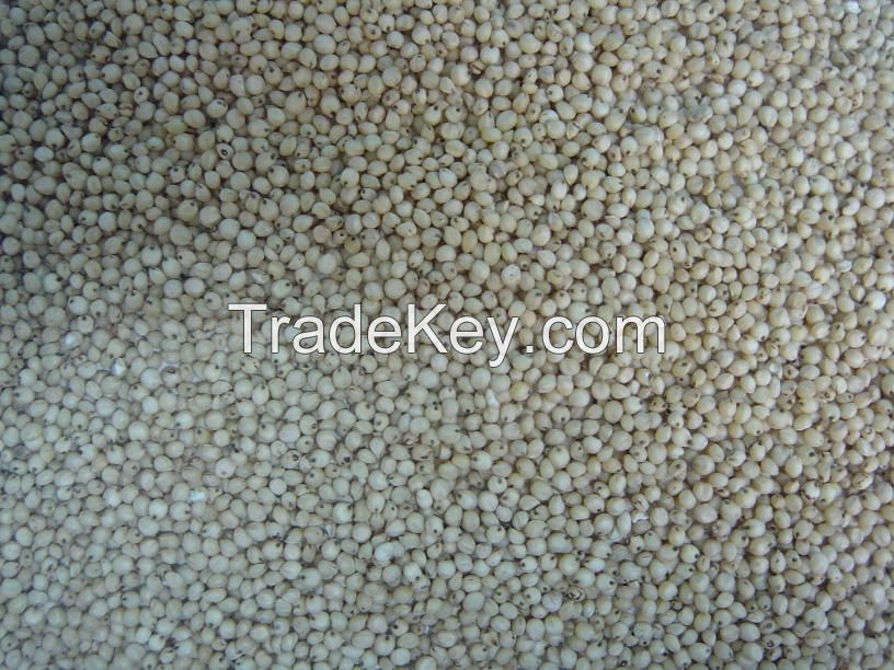 White Sorghum