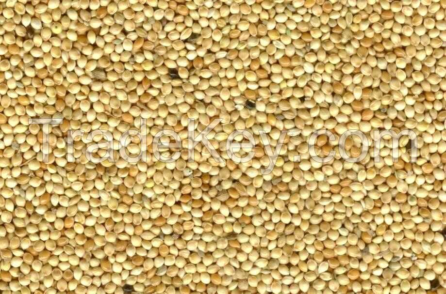 Yellow millet