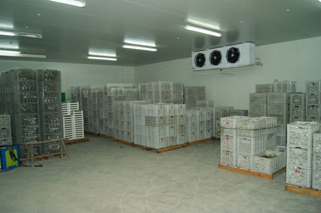 fruit  and  vegetable  cold storage