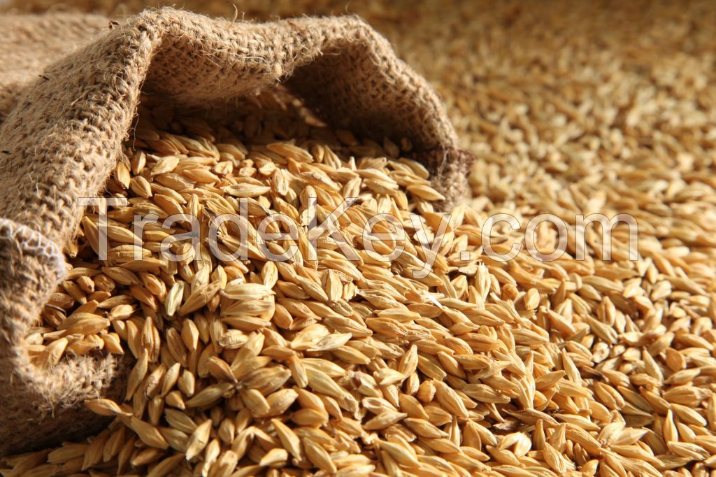 Barley