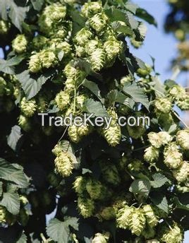 Hops Extract