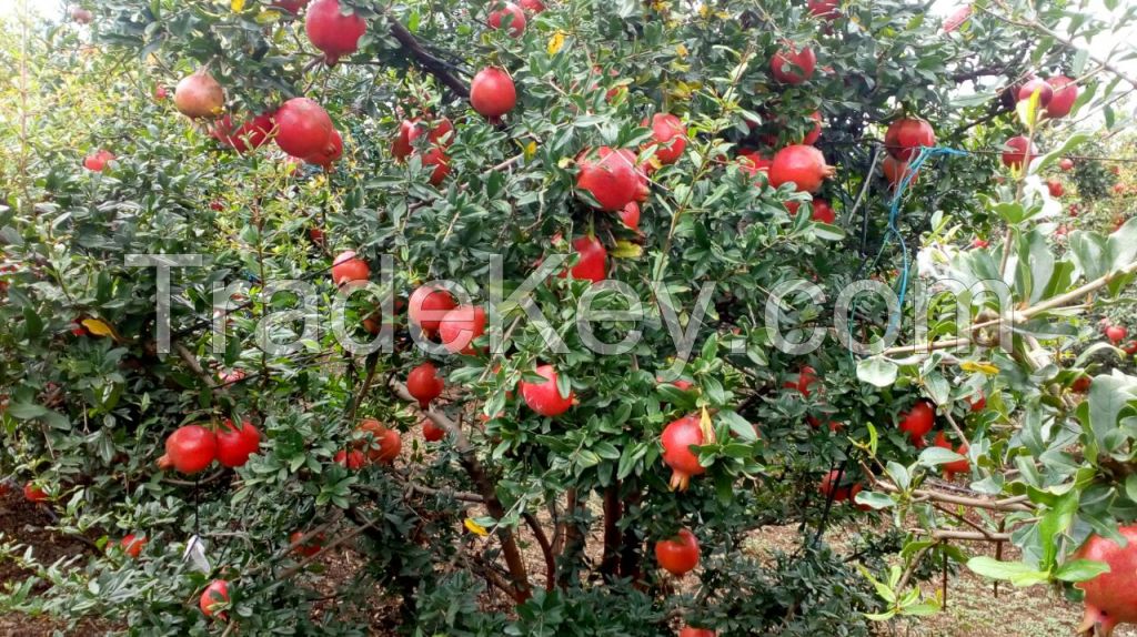 Fresh Pomegranate