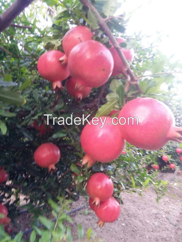 Fresh Pomegranate