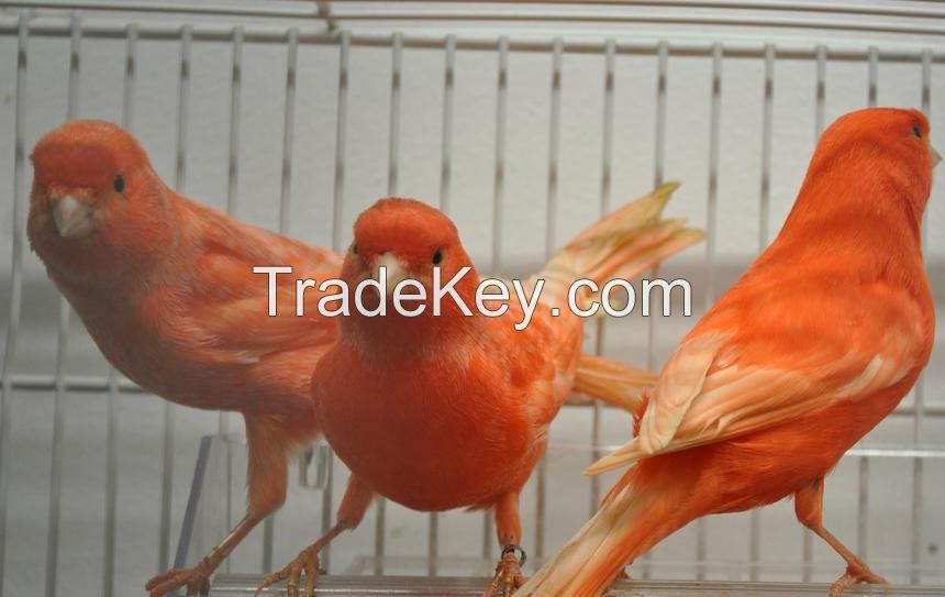 Lancashire, Yorkshire Canary Birds