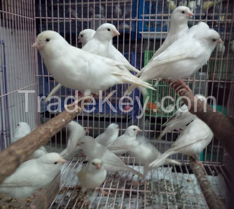 Canary Birds, Yorkshire, Lancashire,Finches, Lovebirds