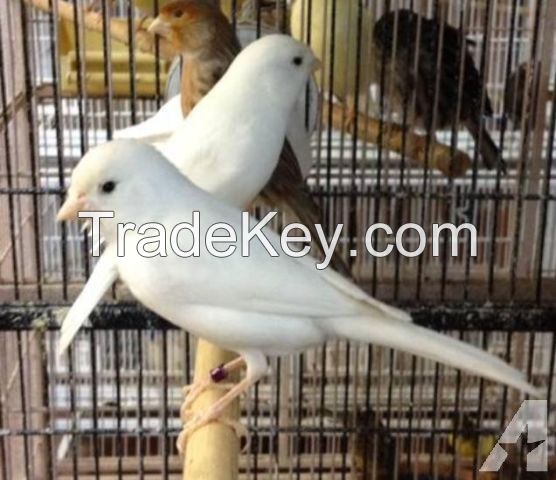 Lady Gouldian finches,Yorkshire Canary and Lancashire Canary Birds