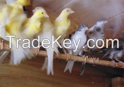 Canary Birds, Yorkshire, Lancashire,Finches, Lovebirds